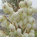 Yucca gloriosa - Yucca glorieux