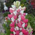 Lupin - Lupinus