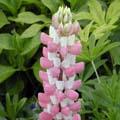 Lupin - Lupinus