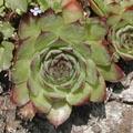 Sempervivum tectorum - Joubarbe