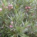 Laurier rose - Nerium oleander