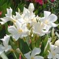 Laurier rose - Nerium oleander