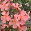 Laurier rose - Nerium oleander