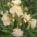 Laurier rose - Nerium oleander