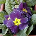 Primula vulgaris - Primevère