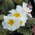 Primula vulgaris - Primevère