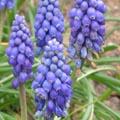 Muscari armeniacum - Jacinthe à grappes