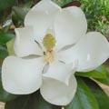 Magnolia grandiflora - Magnolia à grandes fleurs
