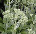 Orpin - Sedum spectabile